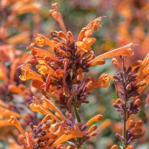 Agastache 'Kudos Mandarin' (Kudos Series)