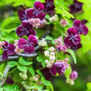 A group of dusky purple scented flowers of the 'Chocolate Vine' Akebia quinata.