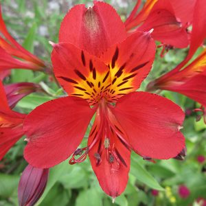 Close-up of single vibrant red flower on Red Peruvian Lily Alstroemeria Mars