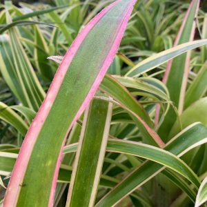 The beautifully coloured and variegated leaves of 'Queens Tears', Bilbergia nutans 'Variegata'