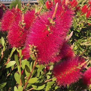 Callistemon 'Mauve Mist'