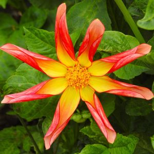 Dahlia 'Izarra'
