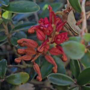 Grevillea diminuta