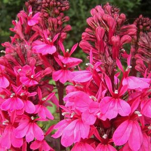Lobelia × speciosa 'Russian Princess'