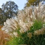 The tall cascading foliage and etheral flower spikes of the Chinese Silver Grass, Miscanthus sinensis 'Grosse Fontane'.