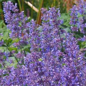 Nepeta × faassenii 'Purrsian Blue'
