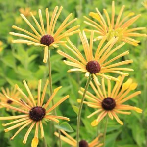 Rudbeckia subtomentosa 'Little Henry'