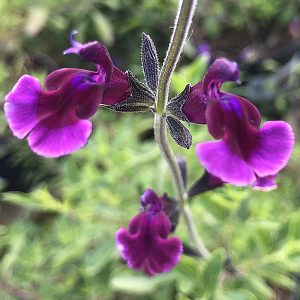 The beautiful, delicate, dusky purple flowers of Salvia Oriental Dove.