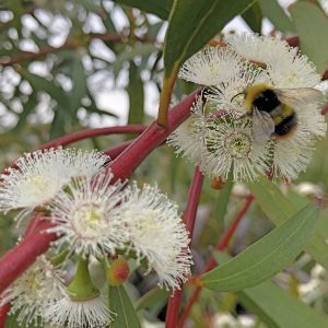 The beautiful white flowers of Eucalyptus gregsoniana, the Wolgan Snow Gum providing vital pollen for one of Suffolk's hungry bees.
