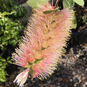 Callistemon citrinus 'Angela'