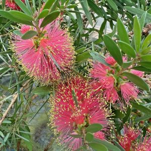 Callistemon 'Pink Champagne'