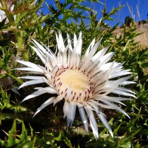Carlina acaulis