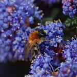 A bee enjoying rich nectar meal and pollen dusting of the beautifully rich, dusky blue flowers of Ceanothus 'Dark Star'