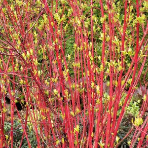 Cornus alba 'Sibirica'