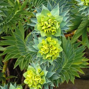 Euphorbia rigida