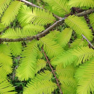 The soft yellowy green foliage of the Dawn Redwood, Metasequoia glyptostroboides, a deciduous conifer, darkens to a rich green in summer before turning brilliant shades of orange and yellow before falling.