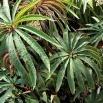 Begonia Luxurians
