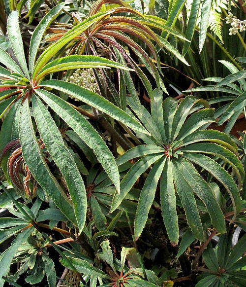 Begonia Luxurians
