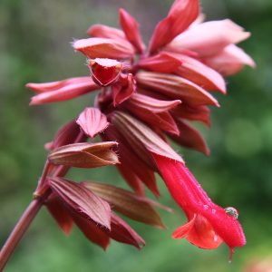 The unique dusky shades of pink, burgundy, coral pink and red in this variety of the 'Friendship Sage', Salvia Ember's Wish are well evoked by its name, as it appears to smoulder in planting compositions.