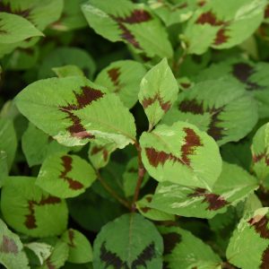 The bright apple green leaves, with striking, burgundy chevron shaped markings of Persicaria filiformis 'Lance Corporal'.