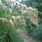 The gracefully arching flower heads of the Dwarf Pampas Grass, Cortaderia fulvida framing a path at Marks Hall garden in Essex.