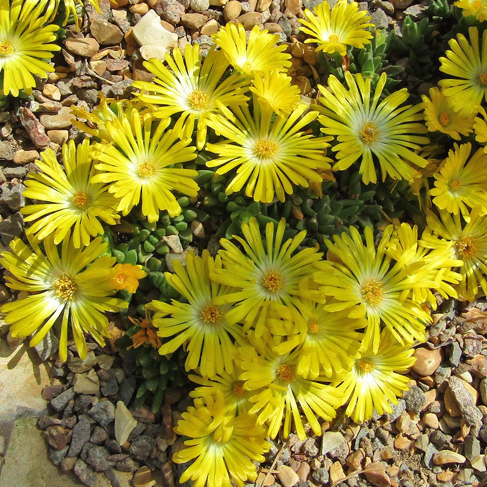 The radiant brilliant yellow flowers of 'Coopers Ice Plant', Delosperma congestum
