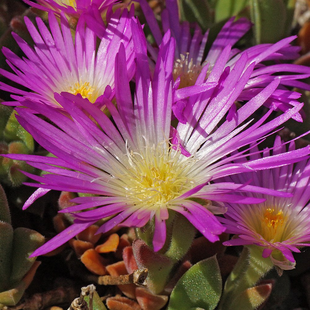 The intensely coloured pink flowers and fleshy, succulent leaves of Delosperma sutherlandii looking almost crystaline in strong sunlight.