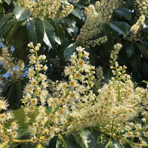 The magnificent scented flowers and large glossy evergreen foliage of the 'Magnolia Leaf Cherry Laurel', Prunus laurocerasus 'Latifolia'.