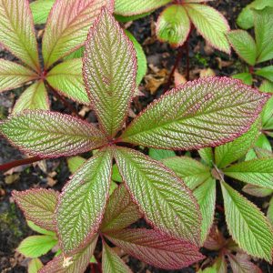 The brightly coloured and handsomely textured new foliage of Rodgersia Pinnata, a clump forming perennial that forms a mass of large leaves topped with elegant sprays of white flowers.