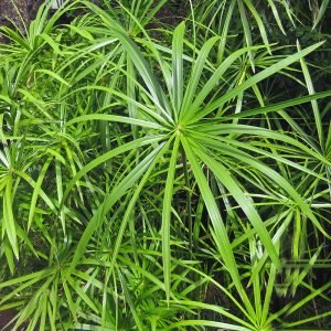 The slender and elegant foliage of Cyperus alternifolius, a member of the papyrus family, famed for paper making in Egypt. It is a half hardy pond marginal or bog plant for gardens in the UK.