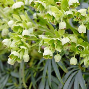 The beautiful late winter/early spring flowers and slender, evergreen foliage of the 'Stinking Hellebore', Helleborus foetidus, which doesn't stink at all.