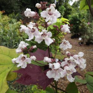 Catalpa x erubescens 'Purpurea'