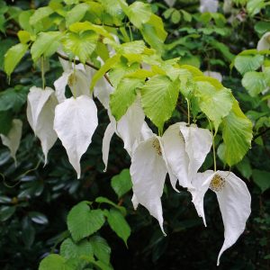 The elegant, hanging pure white bracts and flowers of the 'Hankerchief Tree', Davidia involucrata.
