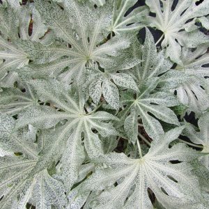 Big leaf evergreen shrub Fatsia Tsumugi-shibori crown close-up view.