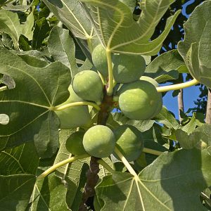 Ficus carica 'Précoce de Dalmatie'