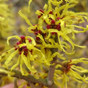 The beautiful, highly scented buttery golden flowers of Hamamelis x intermedia 'Arnold Promise', a winter flowering 'Witch Hazel' variety.