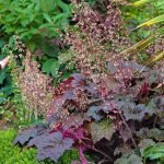 The dark, dusky purple foliage and slender flower spikes of Heuchera villosa 'Palace Purple'
