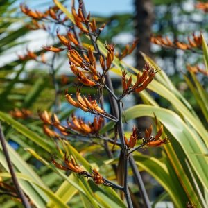 Gold Sword Flax red-orange flower spikes