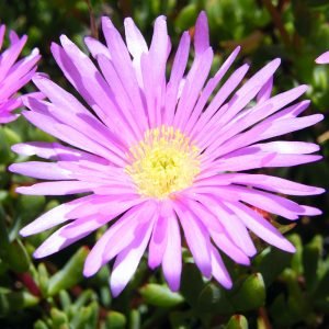 The deliciously pale yet intensely radiant pink flower of the 'Ice Plant' Lampranthus roseus.