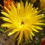 Lampranthus Yellow Ice Plant yellow blooms