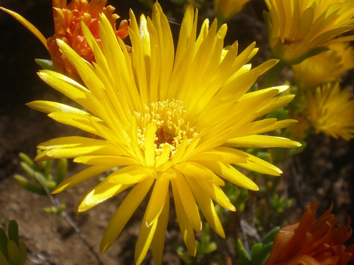 The brilliantly radiant flower of the Yellow Ice Plant, Lampranthus specatbilis yellow flowered