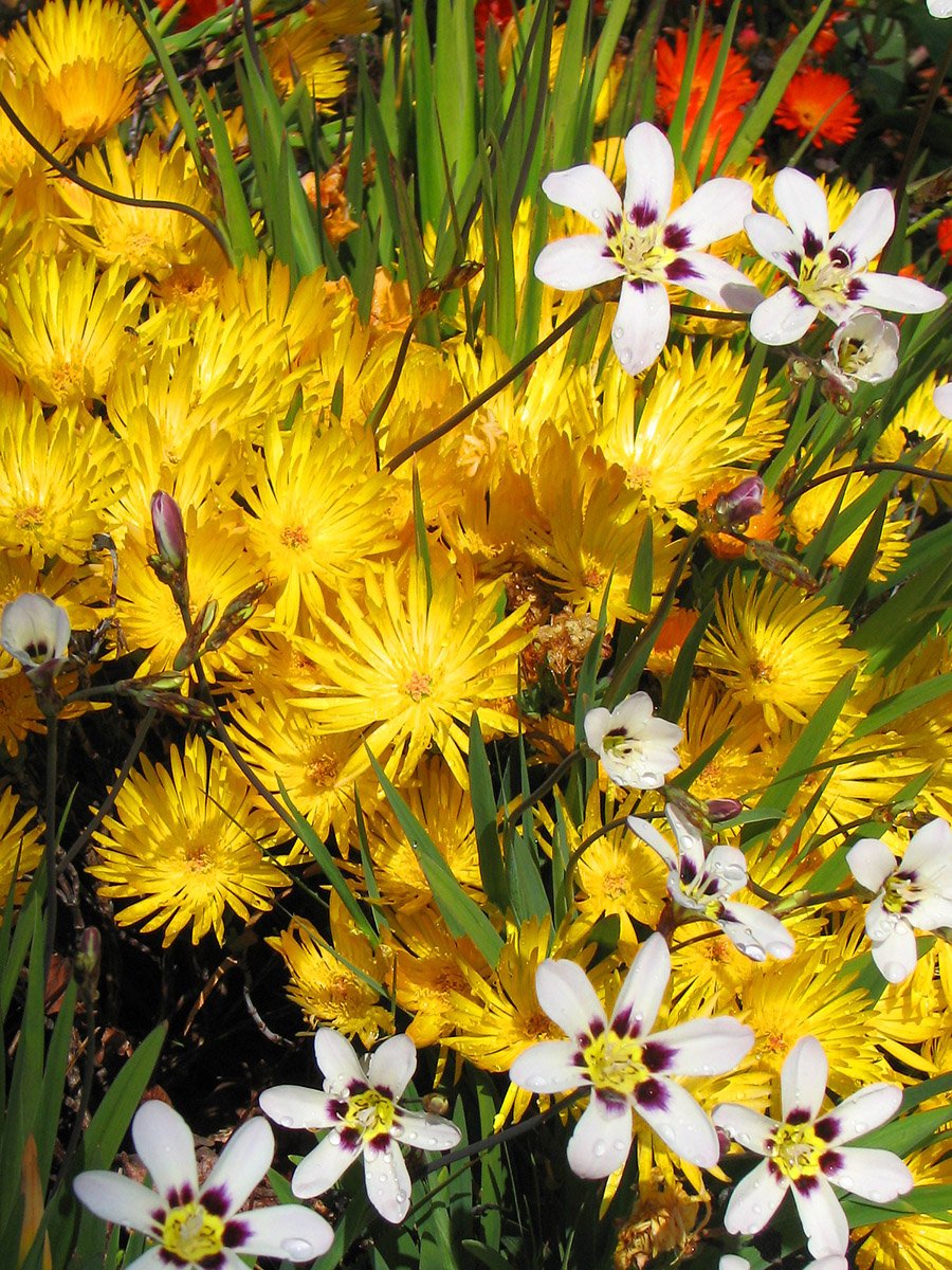 The Yellow Ice plant rambling through other flowering plants