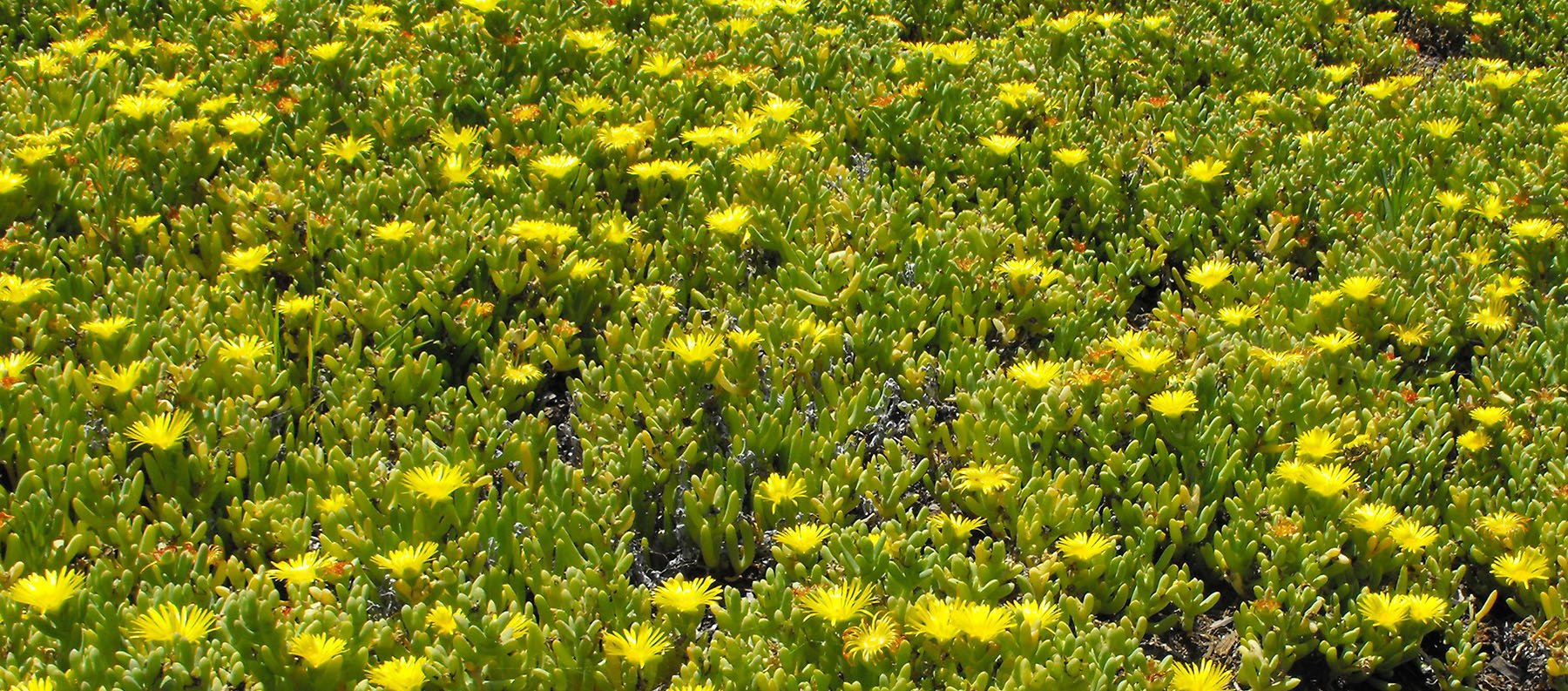 Yellow Ice Plant coastal wall