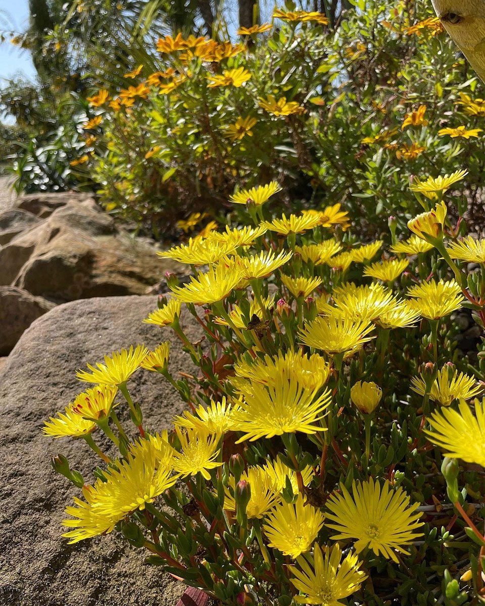 Lampranthus Yellow Succulent growing in the display beds at Urban Jungle Suffolk Mediterranean display gardens, draping over our rockery raised beds