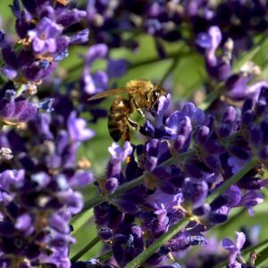 Lavandula Hidcote English Lavender purple blooms, a pollinators paradise.