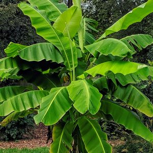 A vibrant green Hardy Banana Tree displaying massive arching leaves in a garden setting.