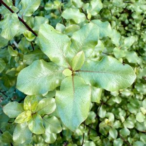 The unique undulating leaves and black stems of the 'Tawhiwi' variety Pittosporum tenuifolium 'Wrinkled Blue'