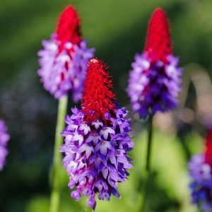 The amazingly colourful lilac and red flower spikes of the Red Hot Poker Primrose, Primula vialii.
