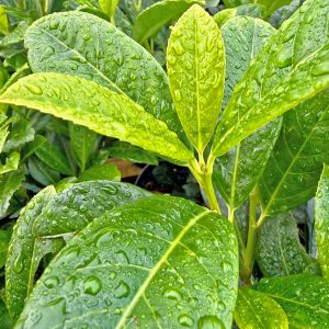 The stunning new growth of this comapct growing recently introduced Cherry Laurel variety, Prunus laurocerasus 'Bonaparte' is flushed red when growing vigorously in the spring.