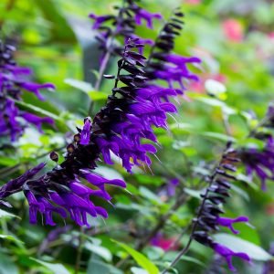 The many flower spikes of Salvia 'Amistad' with near black calyces and purple tubular flowers growing in a garden.